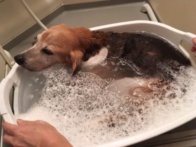 我が家の犬の入浴のさせ方 Majun マジュン ブログ