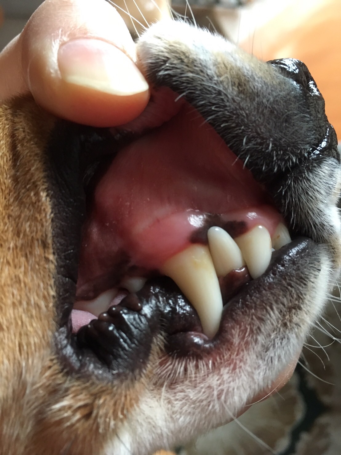 犬の歯が抜けるのは口内ケアーのせい？ majun（マジュン）ブログ